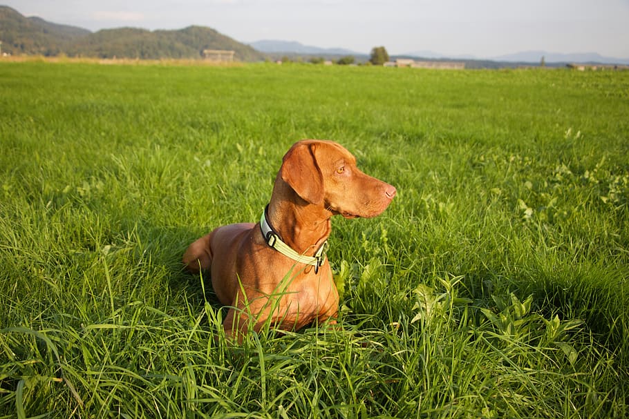 Royalty-free dog vizsla photos free download | Pxfuel