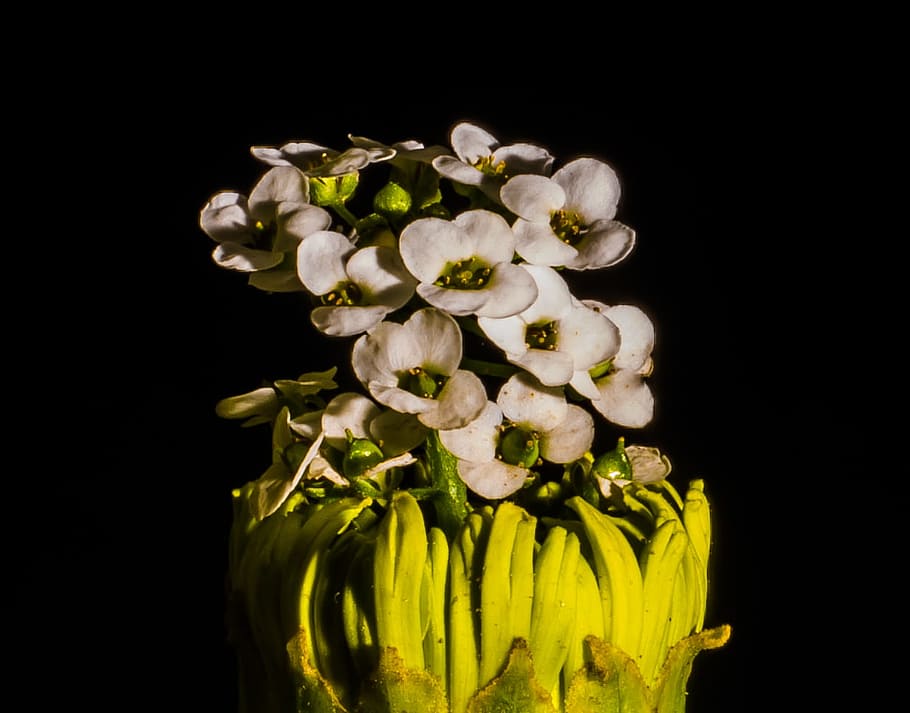 white, flowers, macro, plants, nature, dark, studio shot, black background, flowering plant, flower