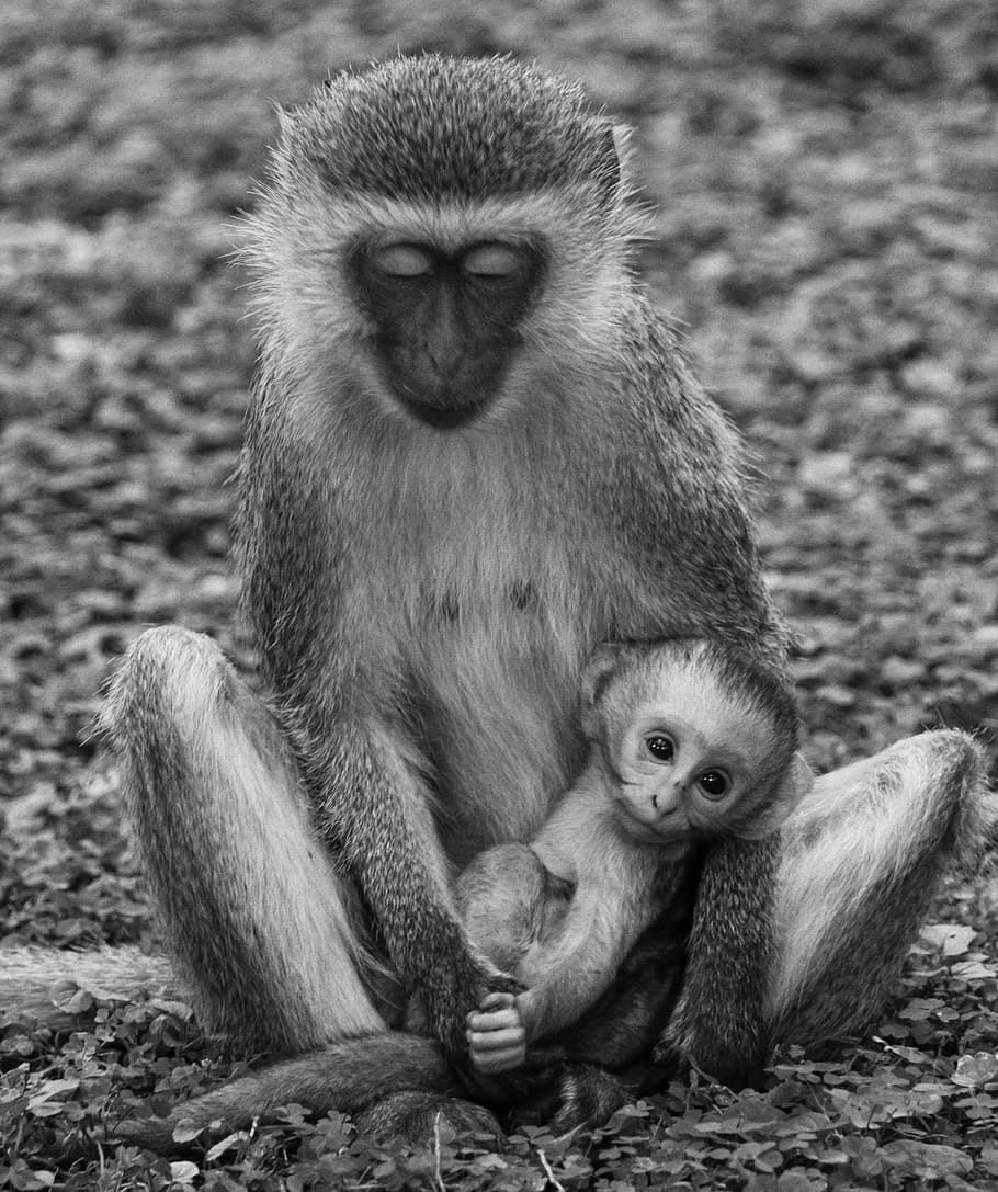 monyet, bayi monyet, kenya, mamalia, primata, dunia binatang, keluarga monyet, bendungan, kacang monyet, anak