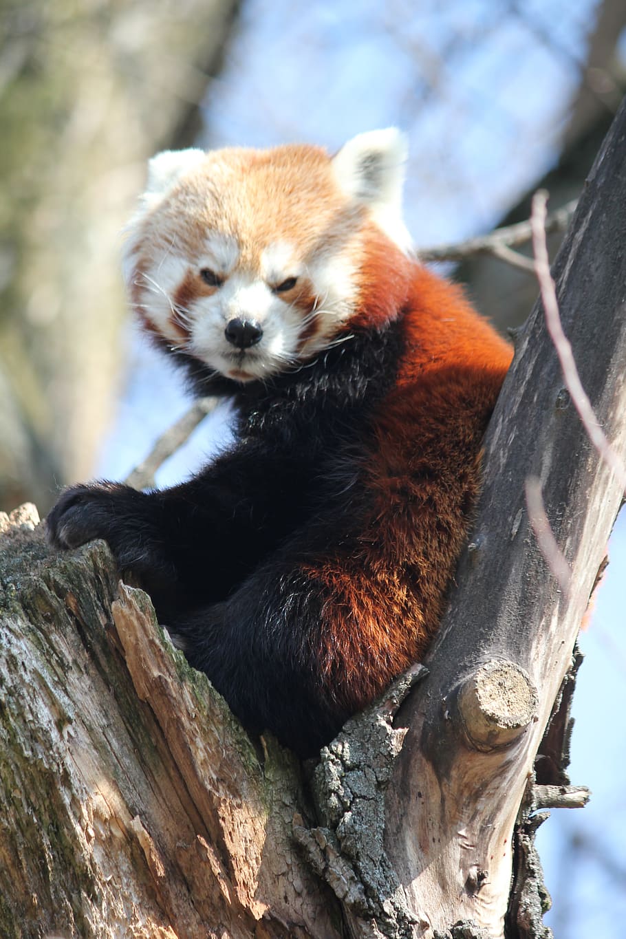 panda vermelho, árvore, animal, sentado, vista, jardim zoológico, paz, animais selvagens, temas de animais, animais em estado selvagem
