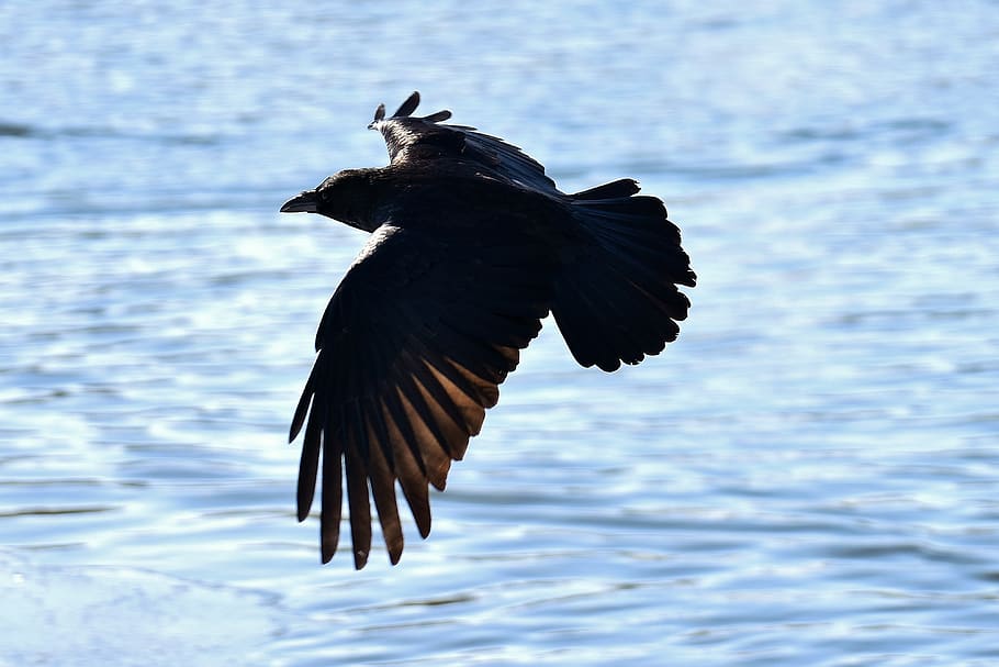raven, flying, lake, raven bird, crow, animal, nature, feather, black, plumage