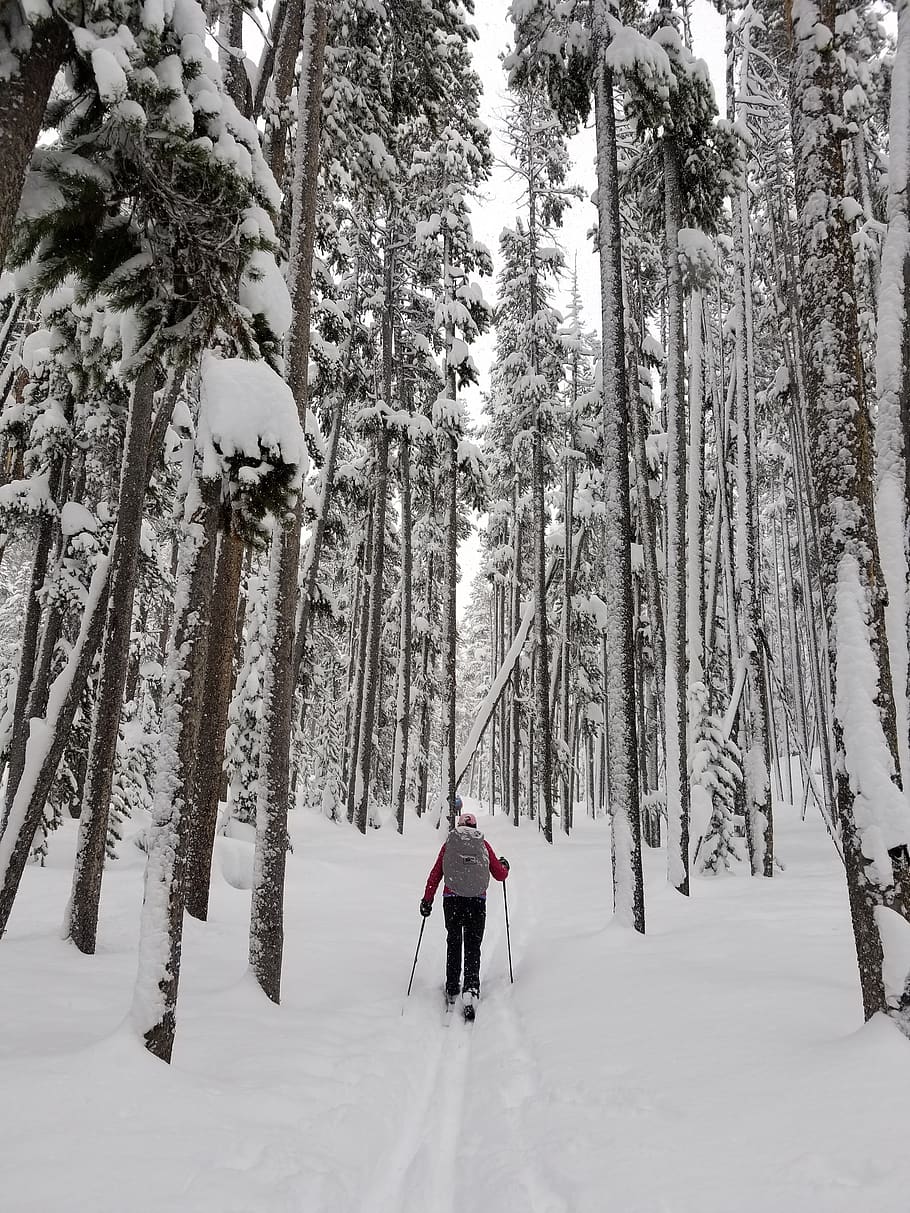 skier, cross country, winter, travel, challenge, forest, cold, snow, renkin, trees
