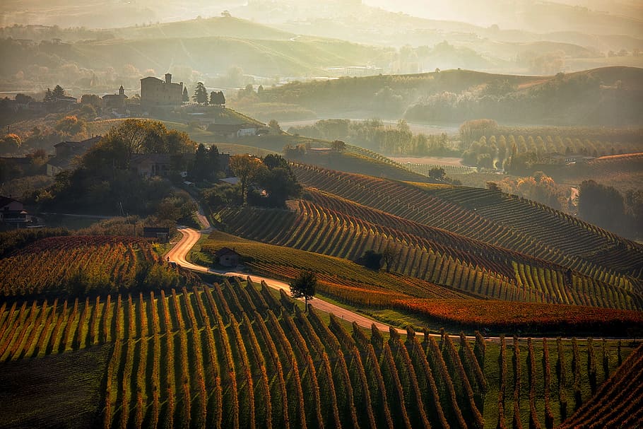 ikhtisar, musim gugur, warna, kebun anggur, barolo, langhe, fajar, piemonte, Italia, di luar ruangan