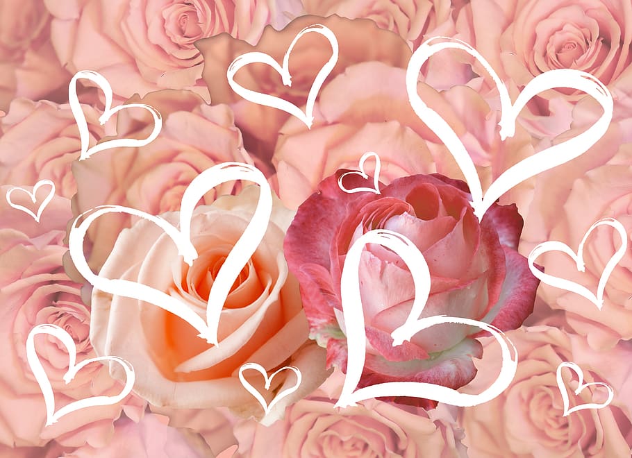 kartu pos, bunga, untuk kekasih, cinta, valentine, 14 februari, hari valentine, scam cinta, latar belakang, pernikahan