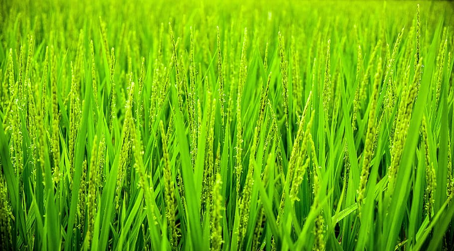 green, grass, wheat, field, agriculture, farm, outdoor, plants, nature, green color