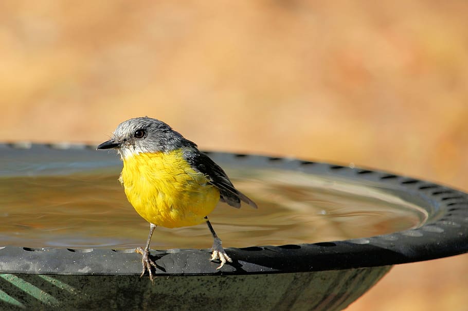petirrojo amarillo oriental, eopsaltria australis, petirrojo amarillo, petirrojo amarillo en el baño para pájaros, petirrojo australiano, baño para pájaros, amarillo, agua, australia, ave