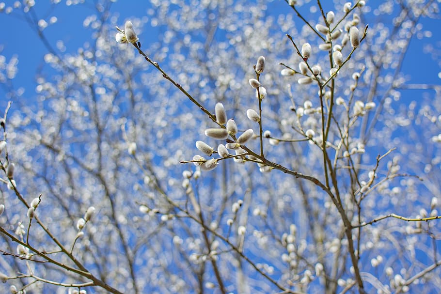 spring, blue sky, easter, nature, field, white, happiness, outdoor, tree, plant