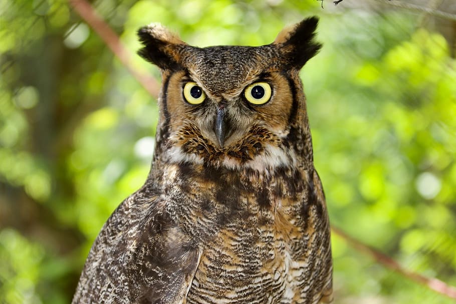 angry, dare not, starring, owl, mad, watching, great horned owl, watching you, paranoid, animal themes