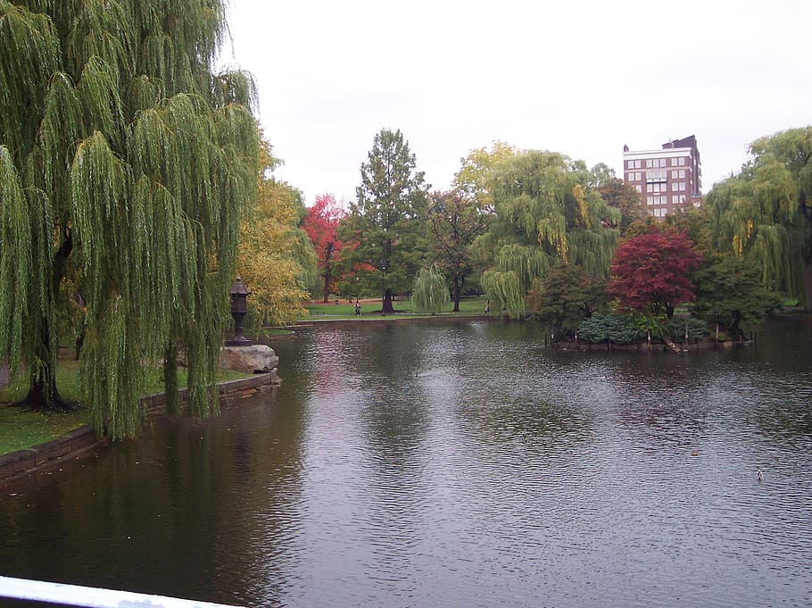 Boston, public, gardens, common, pond, lake, willow, tree, city, plant