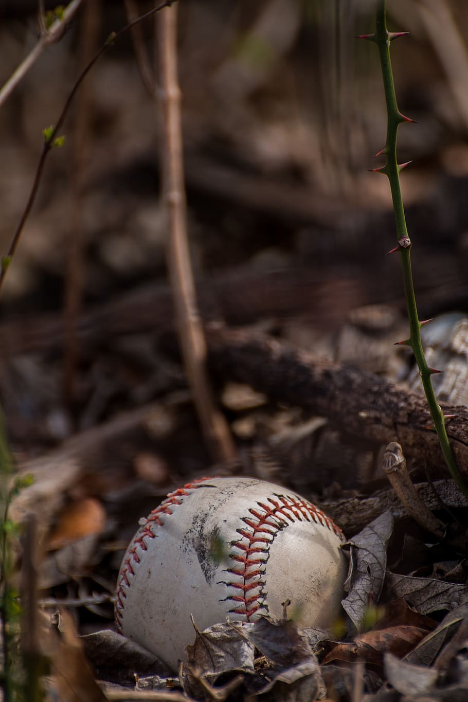 baseball, background image, leaves, autumn, sport, forest, thorns, android wallpaper, baseball - sport, baseball - ball