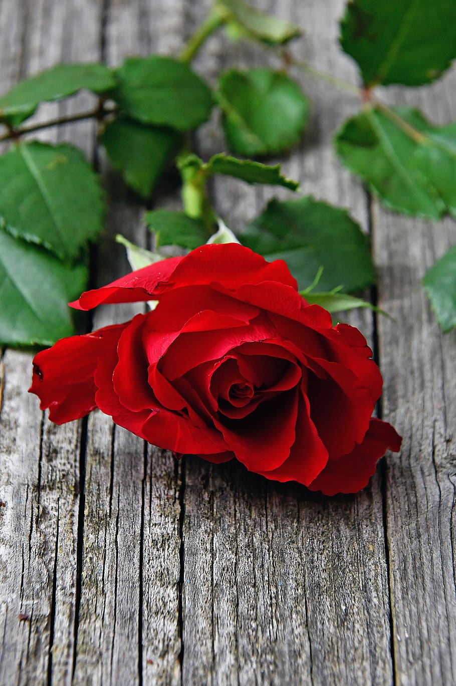 rojo, rosa roja, amor, romántico, rosas, naturaleza, romance, belleza, san valentín, día de san valentín