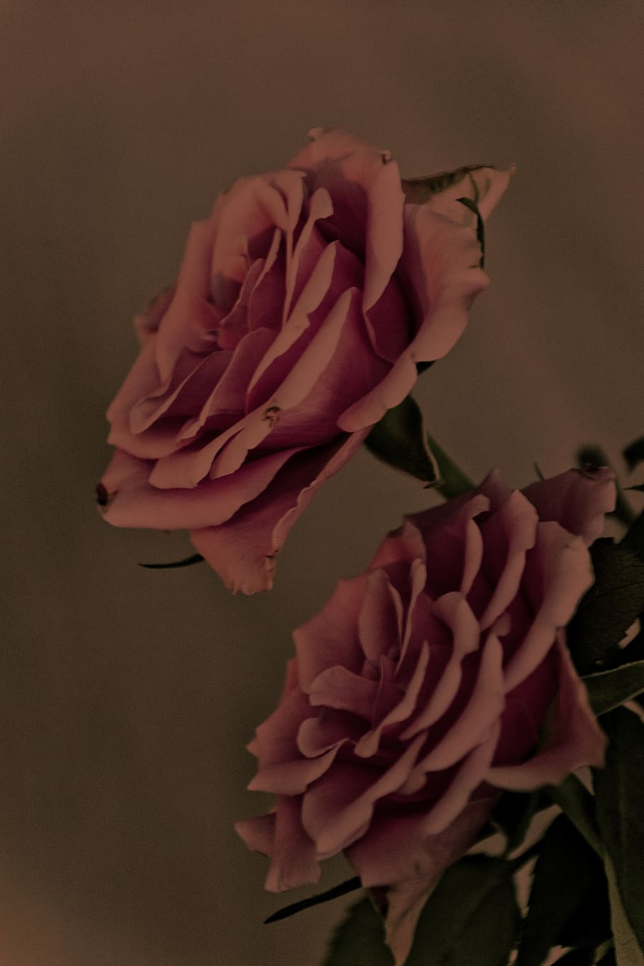 rosa, antiguo, vendimia, flor, textura, rojo, papel, nostálgico, usado, romántico