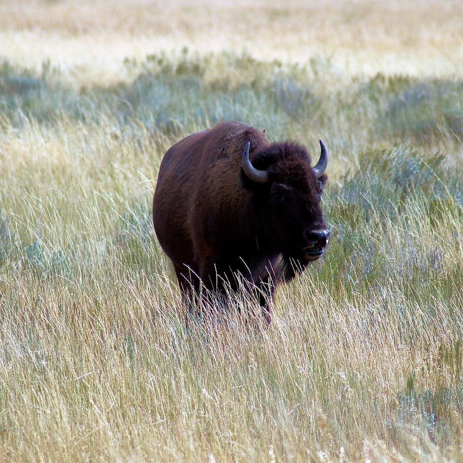 bisonte cerca de kelly wyoming, bisonte, naturaleza, búfalo, cuernos, mamífero, prado, animal, pradera, grandioso