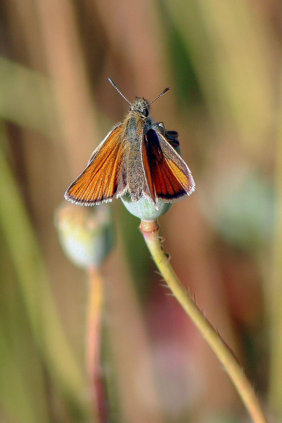 small skipper, butterfly, wings, insect, nature, wing, summer, spring, colorful, flower