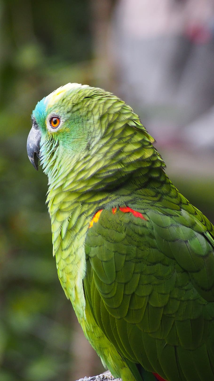 parakeet, green, parrot, animal world, animal, animal themes, bird, vertebrate, animal wildlife, one animal