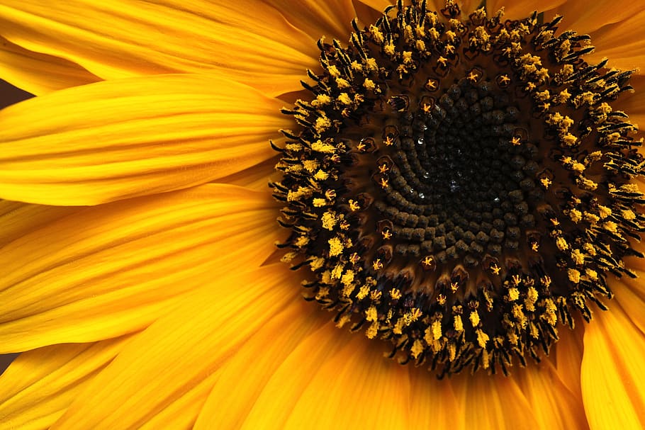 girasol, flor, flores amarillas, verano, polen, estambres, pétalos, flora,  floración, verde | Pxfuel