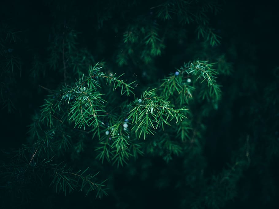 green, bush, plants, trees, nature, outdoors, pine leaves, plant, green color, tree