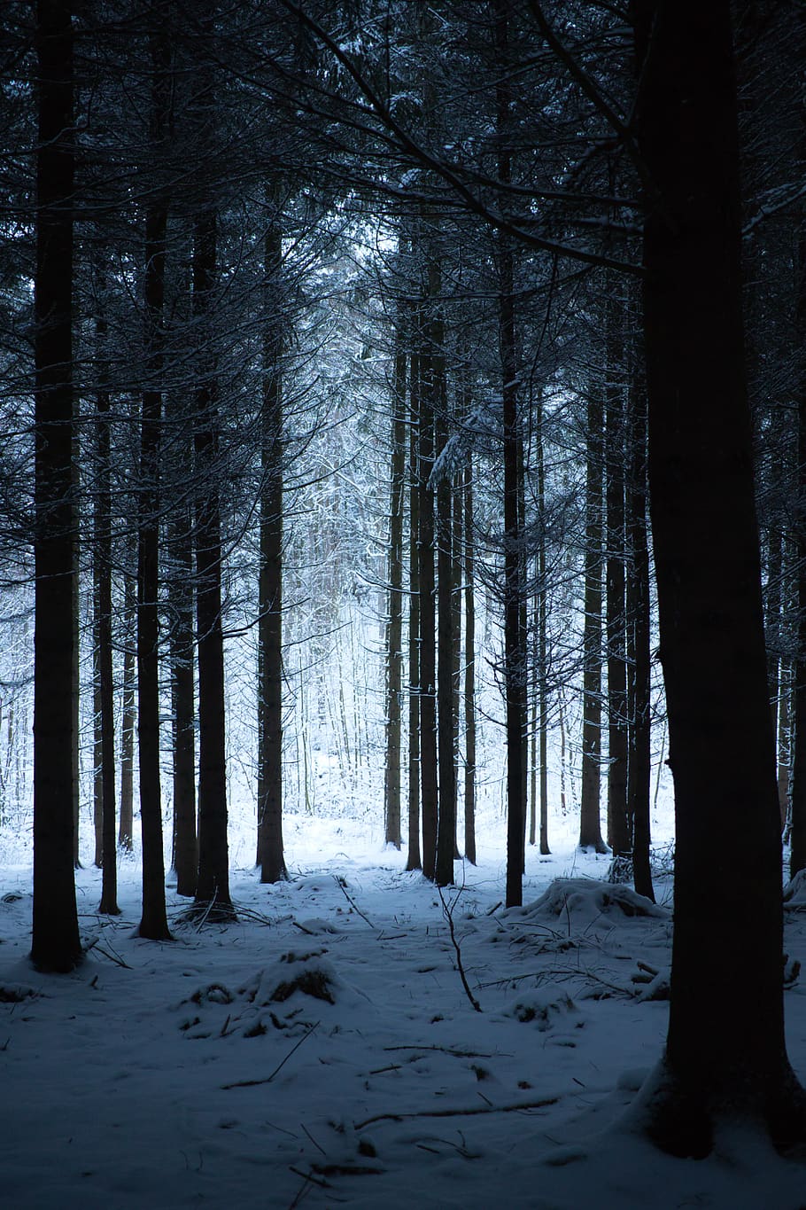 bosque, invierno, naturaleza, paisaje, árboles, niebla, frío, blanco, invernal, escarcha