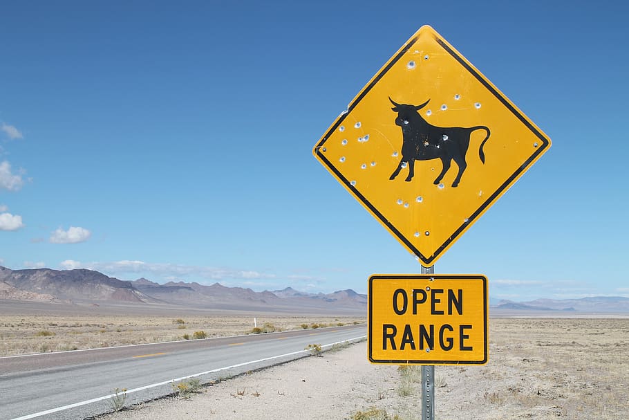 road, sign, cattle, cow, open range, nevada, warning, caution, shots, extraterrestrial highway