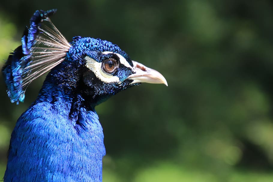 peacock, blue, bird, colorful, pen, color, plumage, iridescent, pride, magnificent