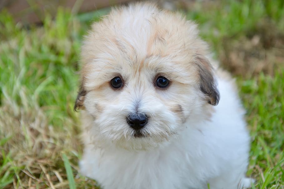 cachorro, filhote de cachorro tubera algodão, bonitinho, macio, petit, animal, cadela orore, bebê, mamífero, carinhoso