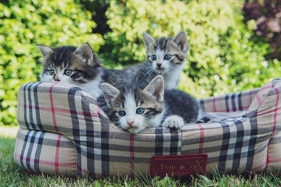 kittens, basket, domesticated, pets, garden, grass, young, cute, pet, animal themes
