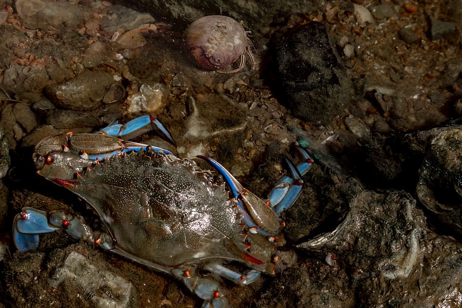 blue crab, hermit crab, sea, saltwater, seafood, crab, ocean, underwater, aquatic, wildlife