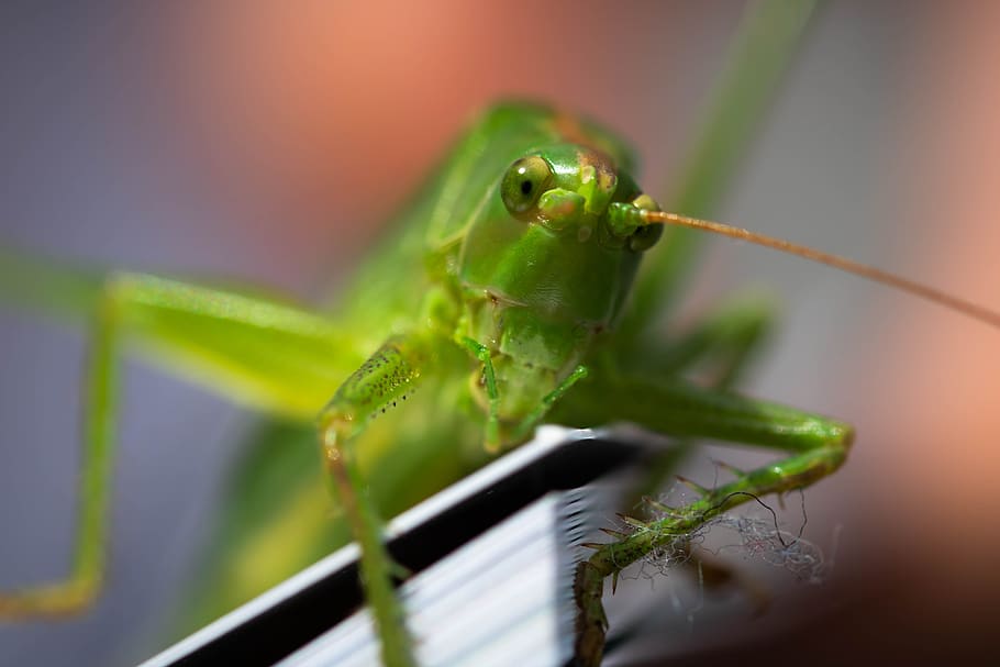 viridissima, grasshopper, macro, nature, insect, green, close up, animal, creature, meadow
