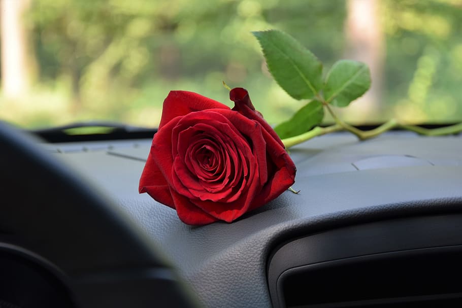 rosa roja en el tablero del automóvil, amor, romántico, romance, sentimiento, afecto, emociones, símbolo, rosa - flor, rosa