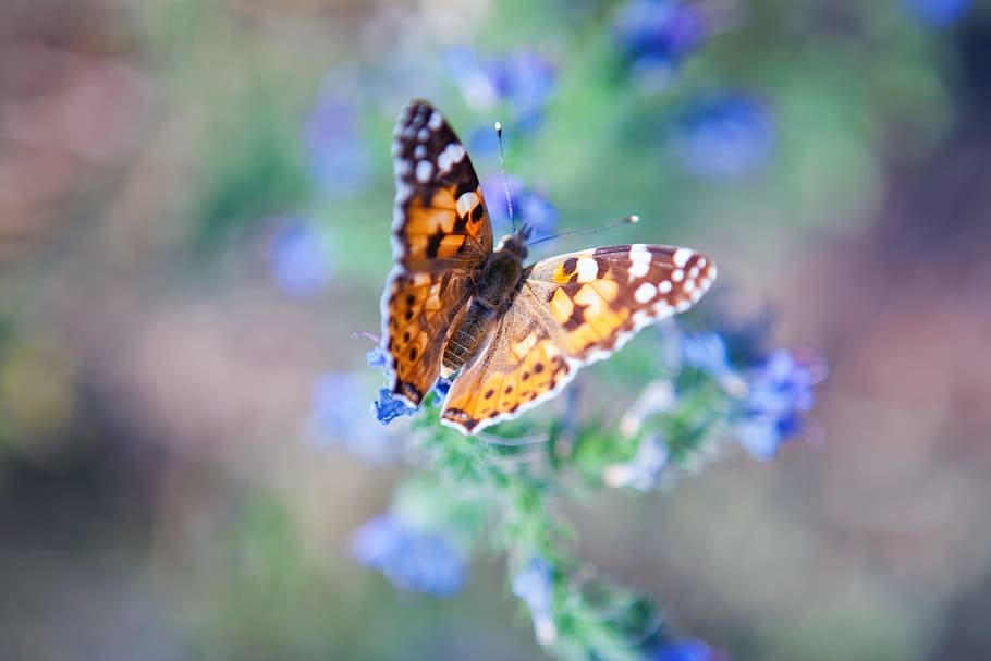 serangga, bunga, kupu-kupu, biru, berkebun, taman, hari, cahaya, terbang, alami