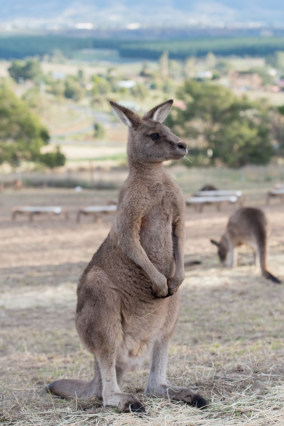 kanguru, marsupial, mamalia, margasatwa, hewan, australia, liar, alam, fauna, margasatwa australia