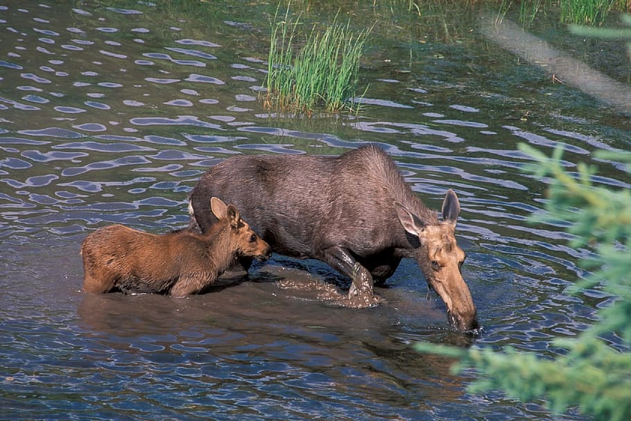 river, moose, animal, nature, wild, water, animal themes, animal wildlife, animals in the wild, mammal