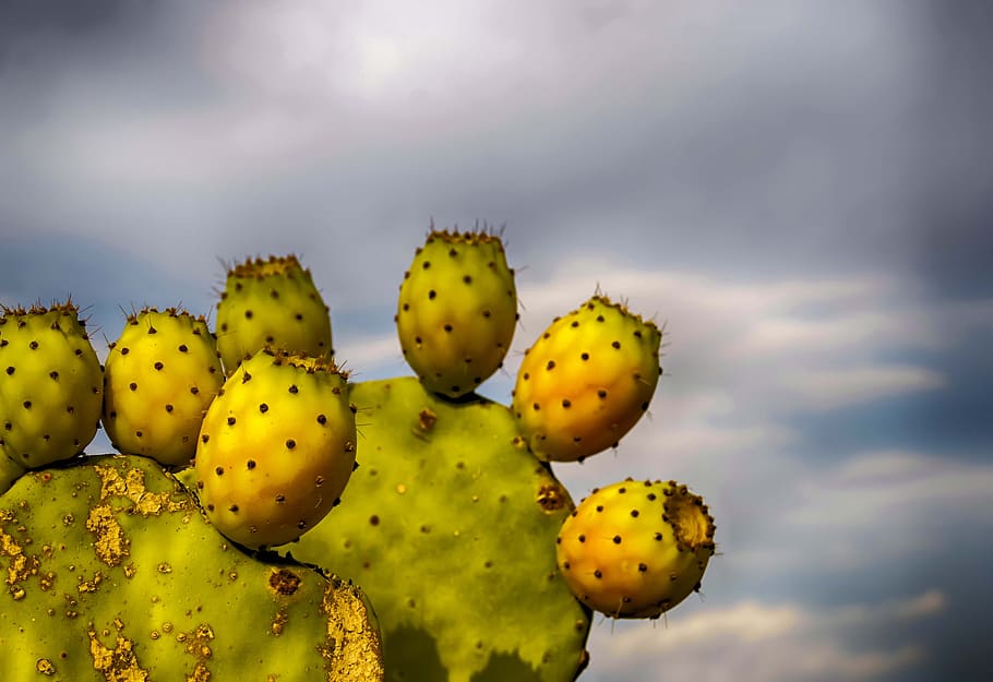 prickly pears, prickly pear, prickly pear cactus, fruit, food, beauty in nature, cactus, sky, nature, cloud - sky