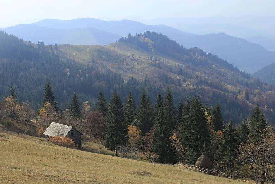 autumn, tree, hill, mountain, cabin, shack, nature, warm, scenics - nature, tranquil scene