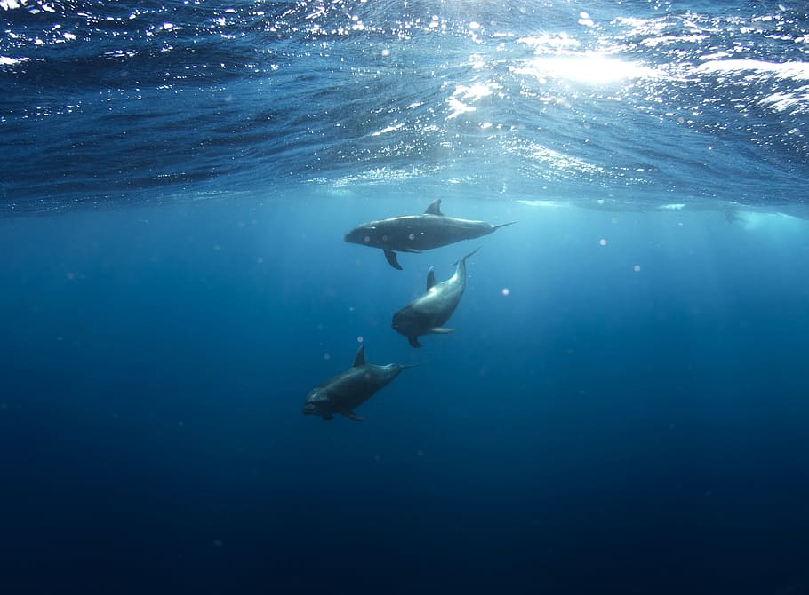 golfinhos, embaixo da agua, animais, vida, marinha, aquático, natação, animais selvagens, mamífero, natureza