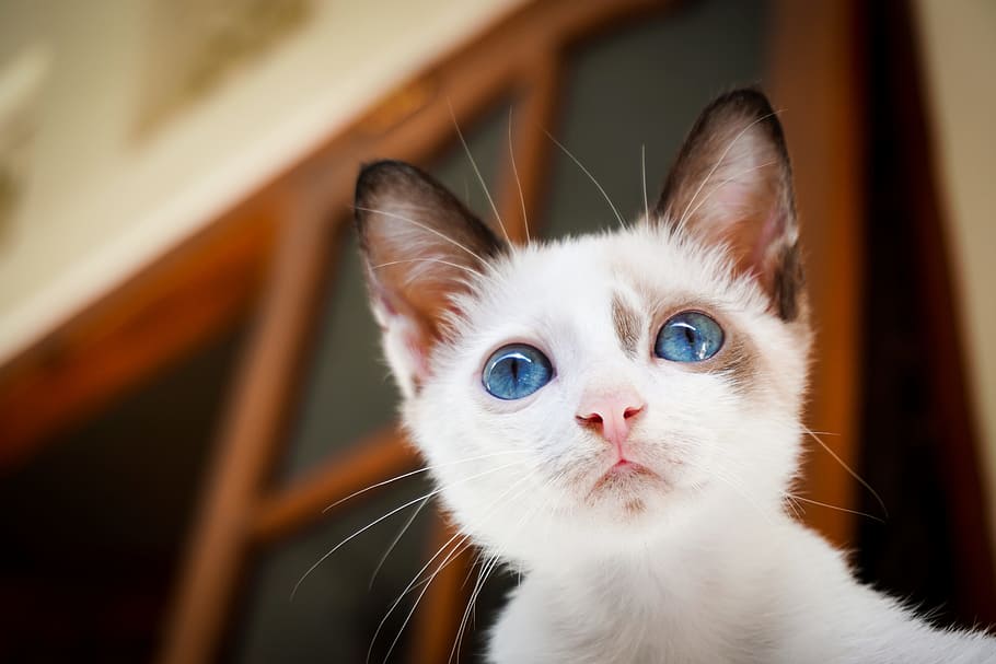 casa, gato, blanco, azul, ojos, animal, mascota, mamífero, naturaleza, doméstico