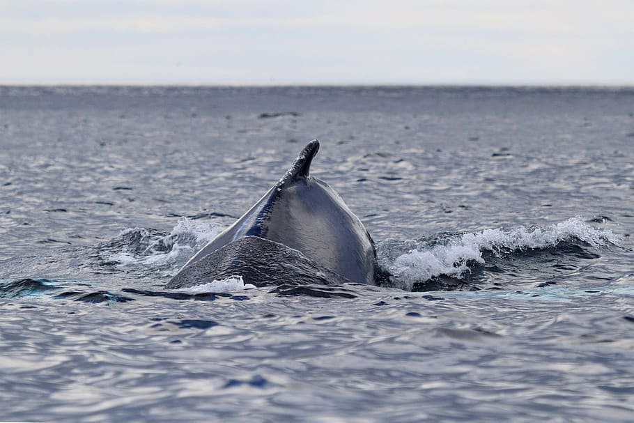 whale swimming., baleia jubarte, terra nova e labrador, canadá, ecoturismo, turismo, turista, viagem, animal, voltar