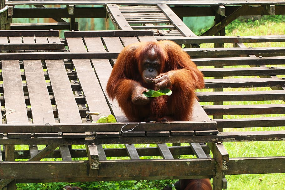 orangután, en peligro de extinción, primates, selva tropical, animal, mono, mamífero, temas de animales, fauna animal, primate