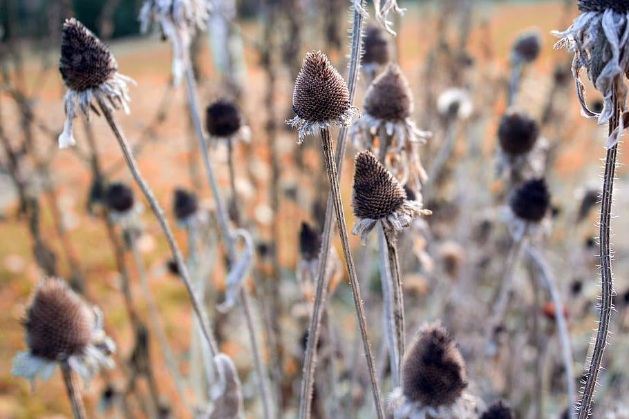 plant, grass, nature, flora, outdoor, autumn, brown, wilted, drying, carefully
