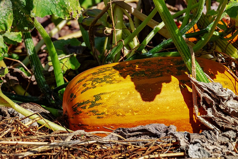 A delicious pumpkin which holds lots of magnificent pumpkin benefits