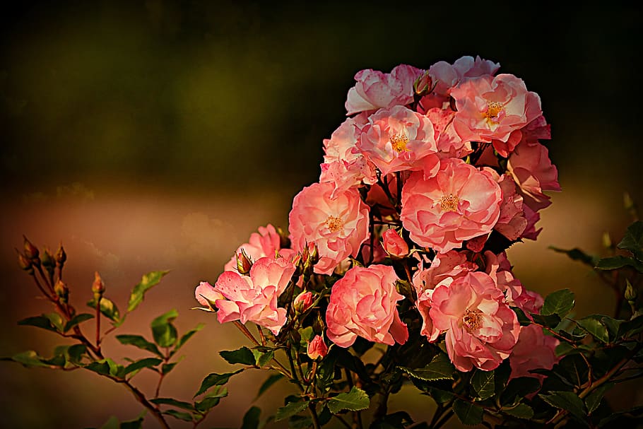 rose, flower, plant, rose bush, garden, petal, pink, romantic, flowering plant, fragility