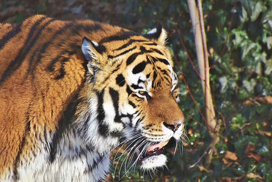 harimau siberia, kucing besar, predator, karnivora, kepala harimau, berbahaya, hewan, agung, kebun binatang, satu hewan