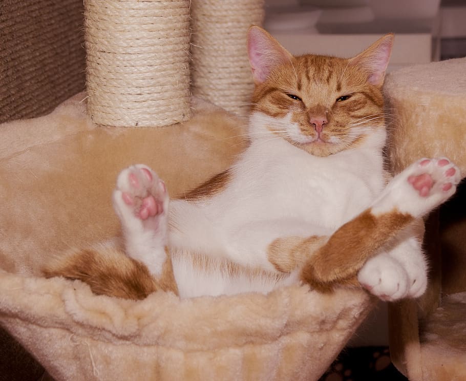 gato, engraçado, kratzbaum, patas, posição supina, mover-se, é, vermelho, branco, cansado
