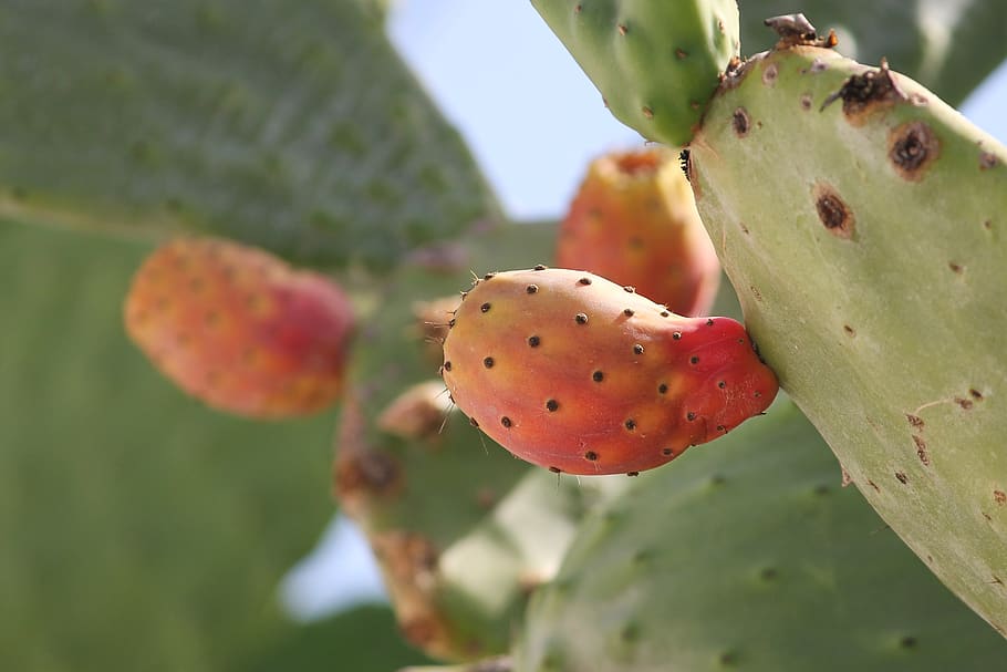 prickly pear, opuntia, cactus, fruits, cactus greenhouse, prickly, cactus fruit, nature, plant, edible