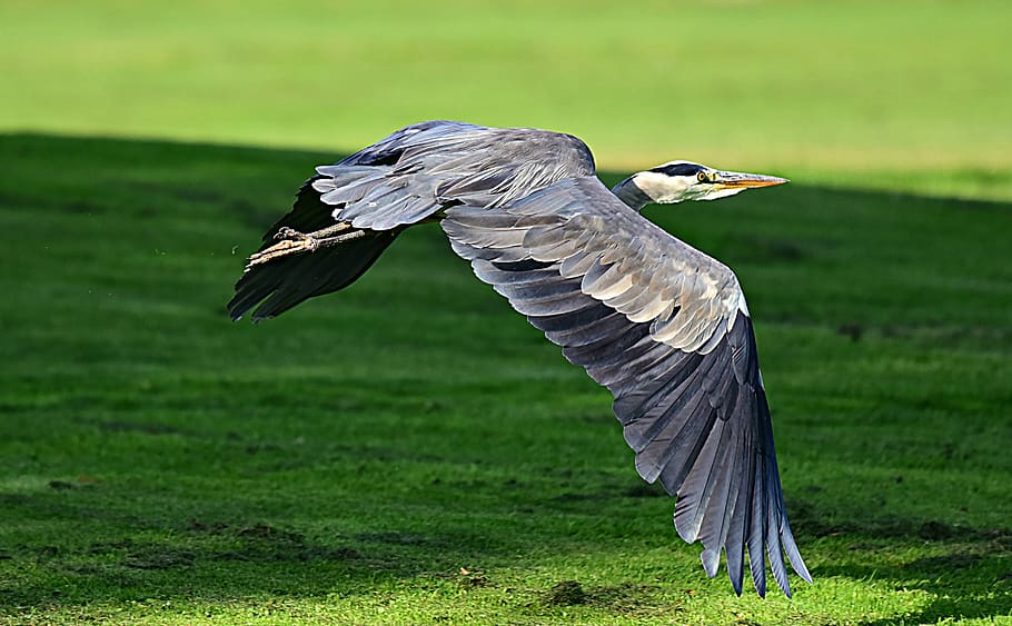 heron, wading bird, animal, wildlife, flight, flying, wing, feather, fauna, bird