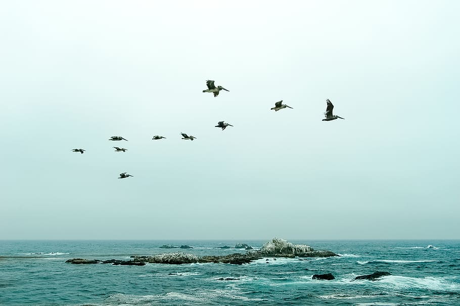 green, ocean, sky, pelicans, flying, birds, rocks, peace, nature, animal