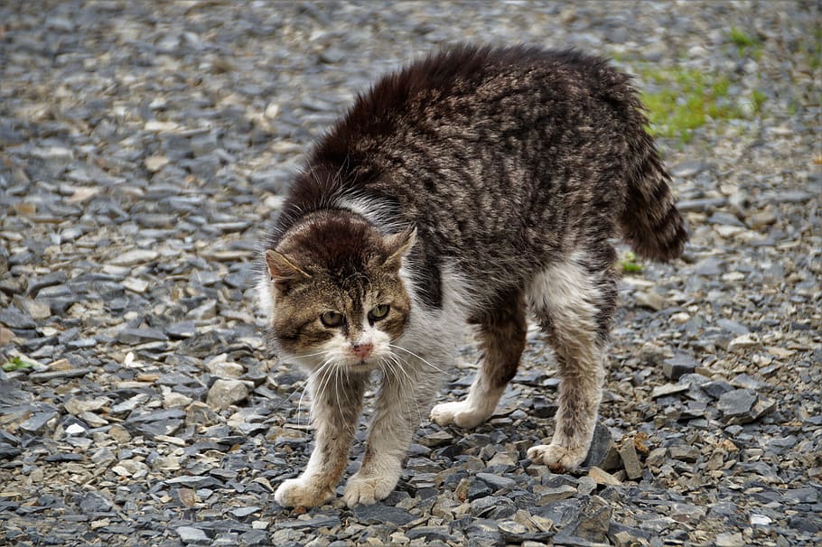 cat, bristling, fight, preparation, attack, homeless, aggressive, stray, street, neglected