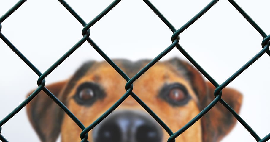 dog, fence, grid, imprisoned, animal welfare, dog look, animal shelter, pet, wire mesh, rescue
