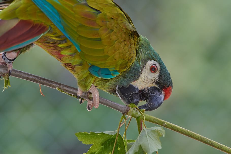 papagaio, ara, pássaro, plumagem, projeto de lei, exótica, azul, pena, colorido, temas animais