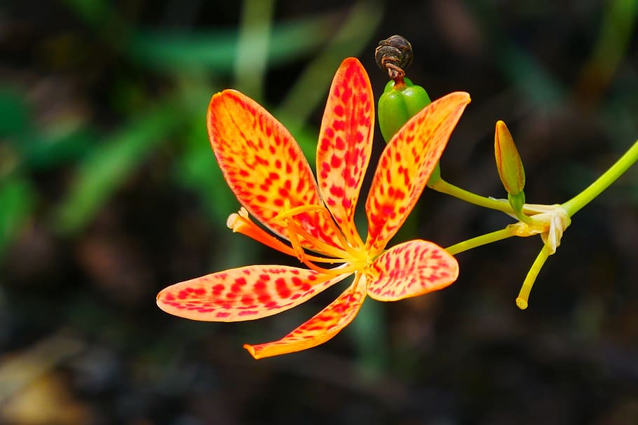 leopard flowers, dark, leafy, background., buds, ornamental, plant iris domestica, commonly, known, leopard lily